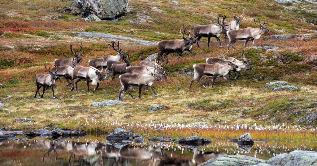 Villrein i fjellet.