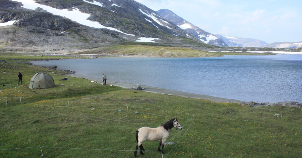 Nordlandshesten Borken var med på turen i Børgefjell nasjonalpark. Foto: Are Halse